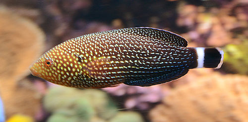 Lined wrasse